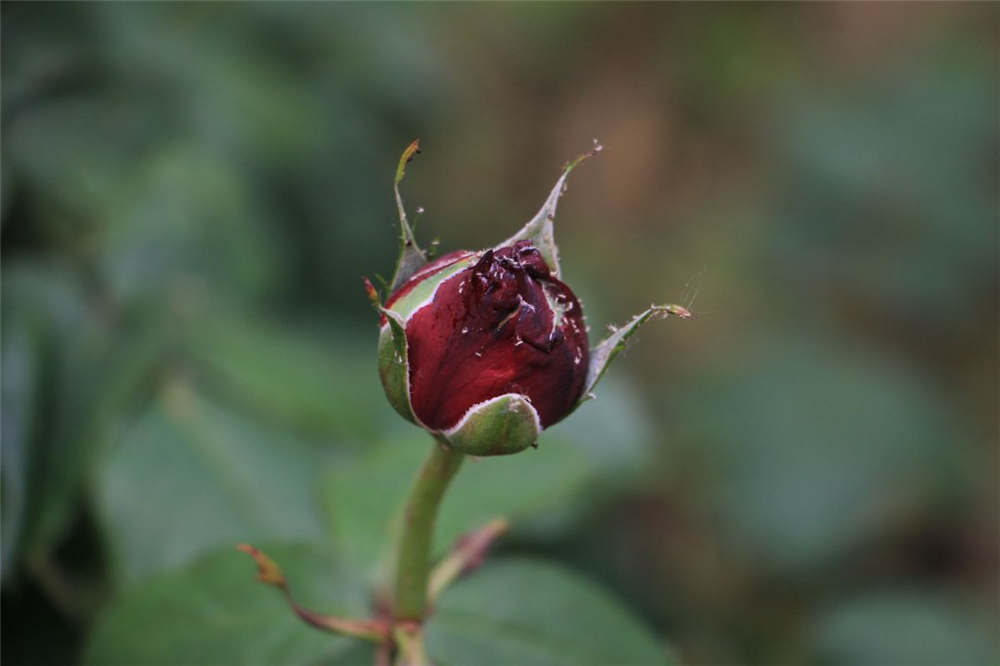 月季花冬季要如何养殖