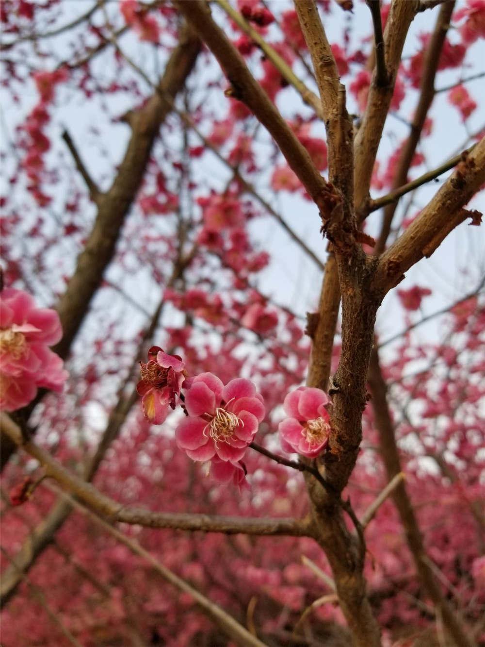 梅花一年四季都可以嫁接吗