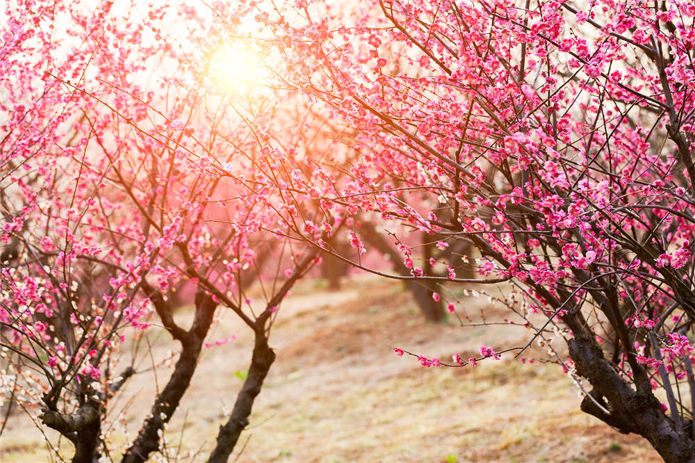 梅花一年四季都可以嫁接吗