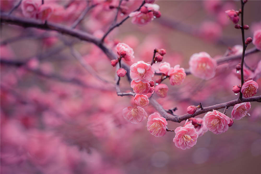 梅花一年四季都可以嫁接吗