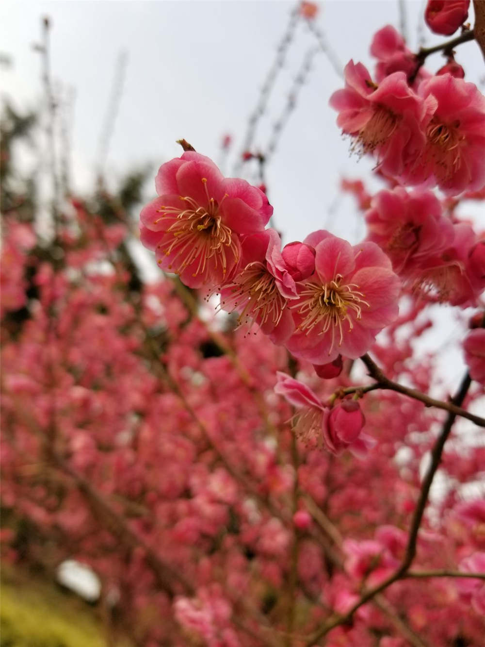 梅花一年四季都可以嫁接吗