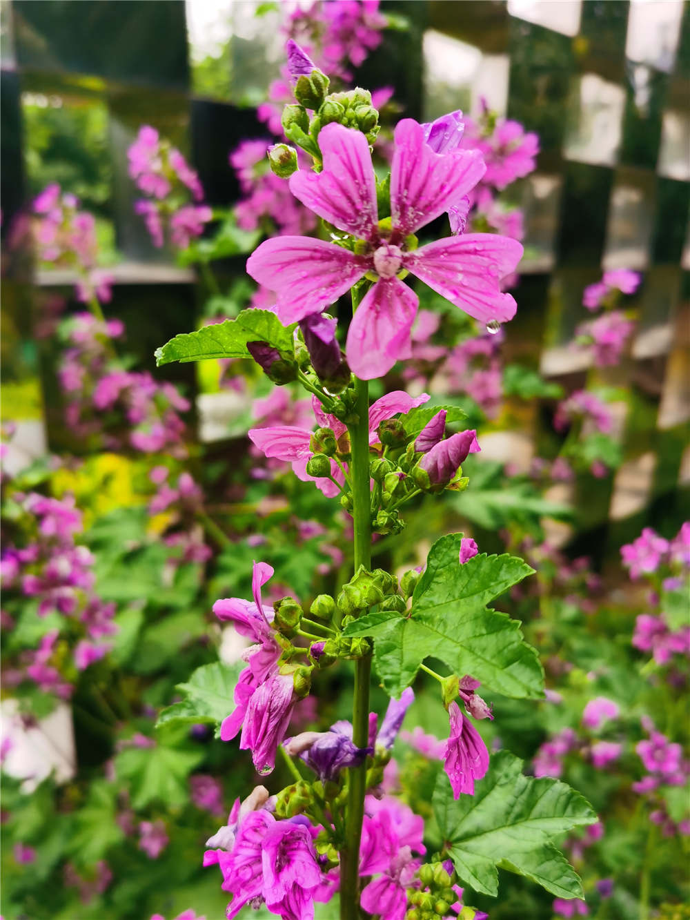 锦葵什么时候开花