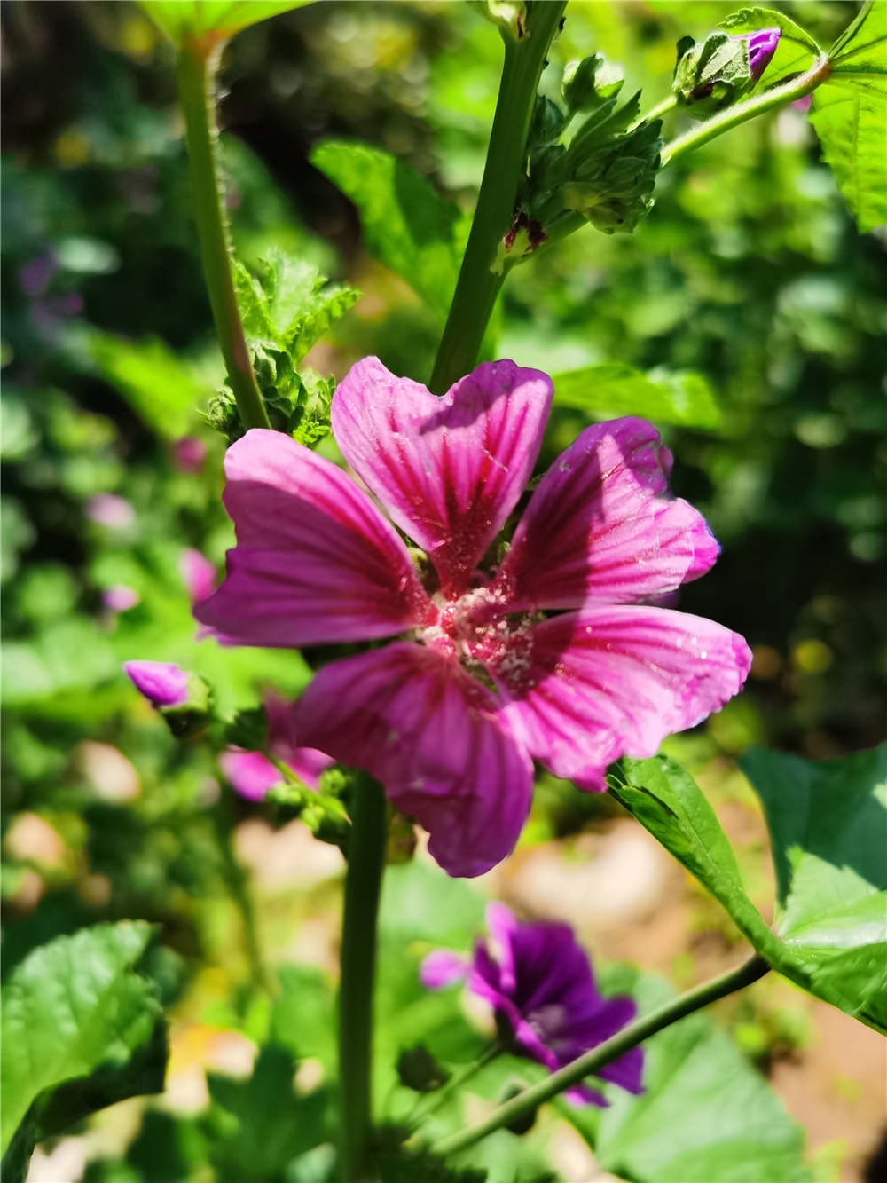 锦葵什么时候开花