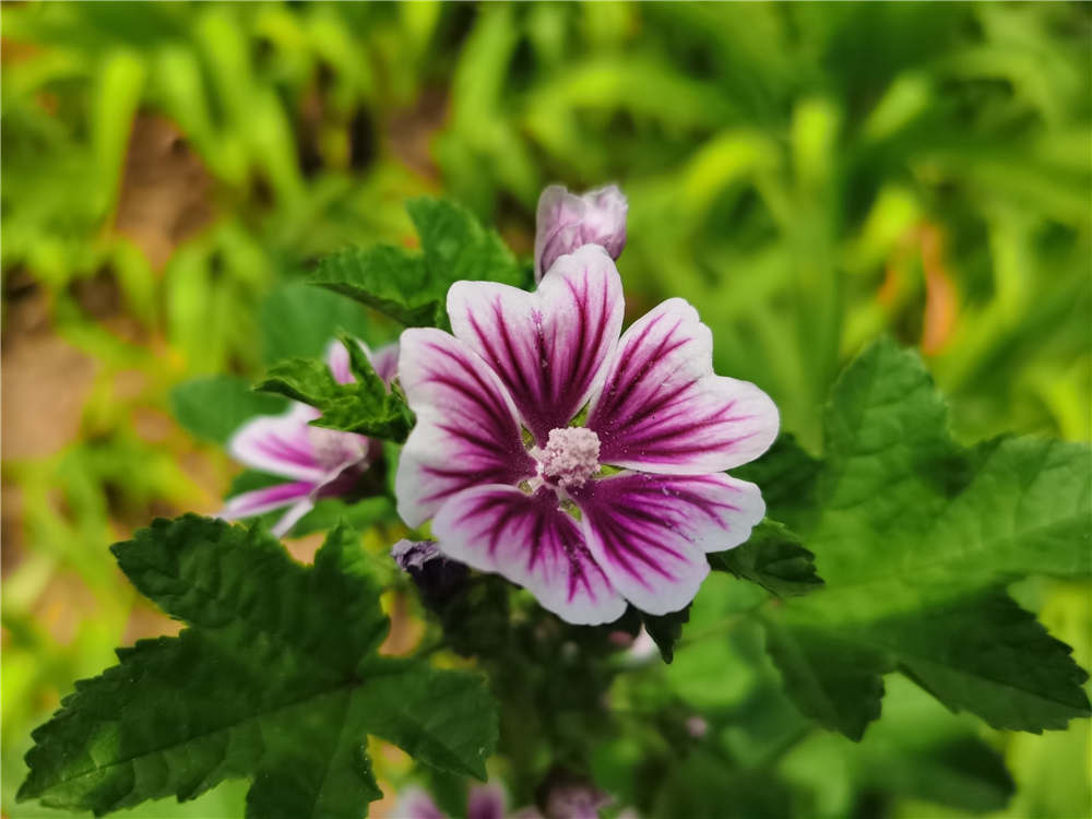 锦葵什么时候开花