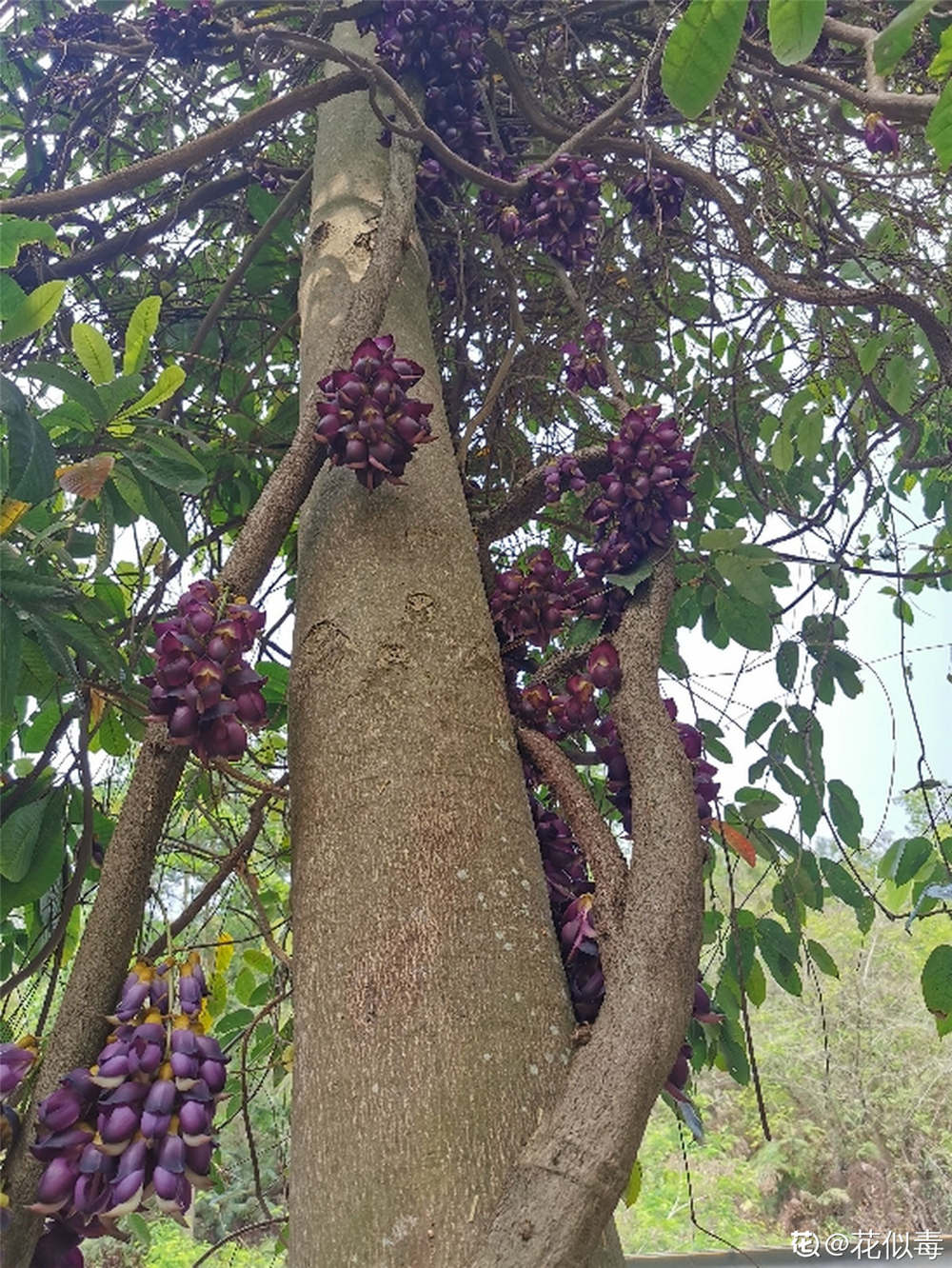 禾雀花如何换盆