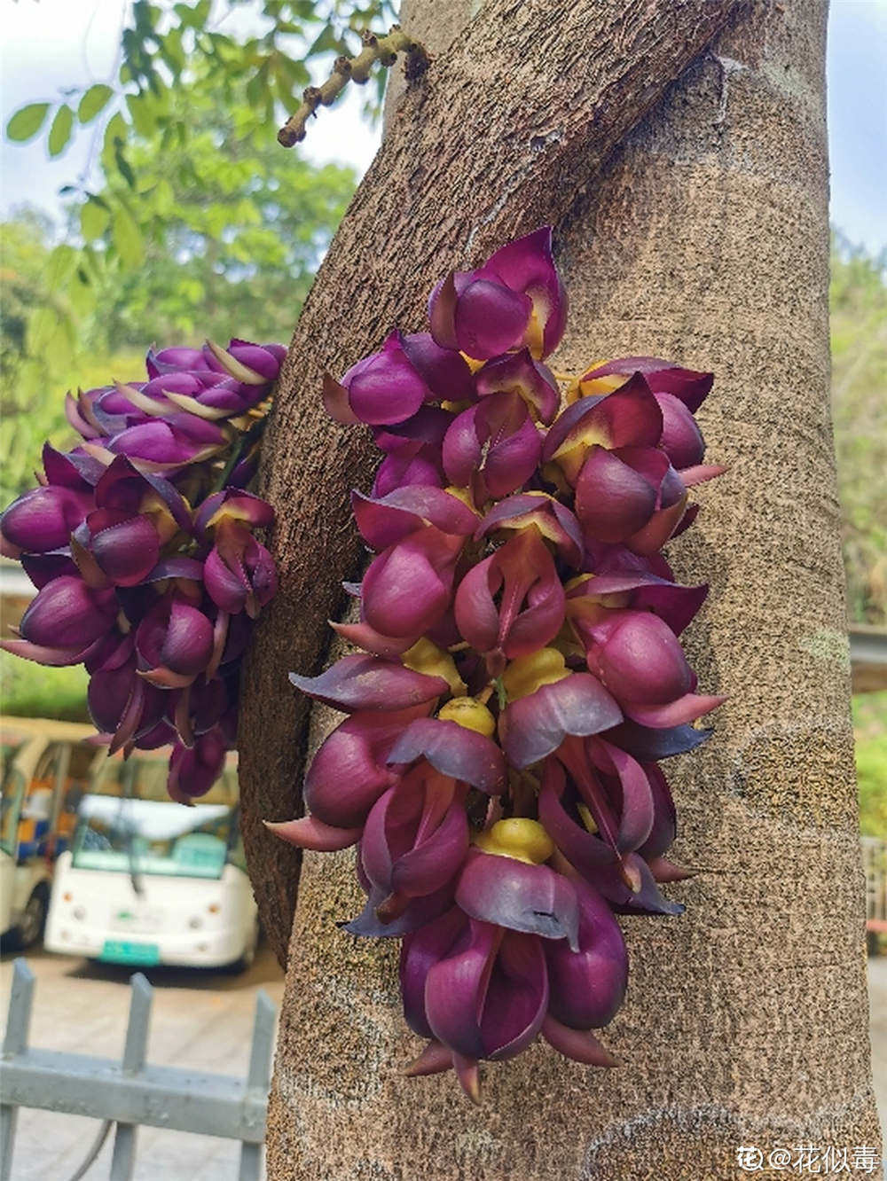 禾雀花如何换盆