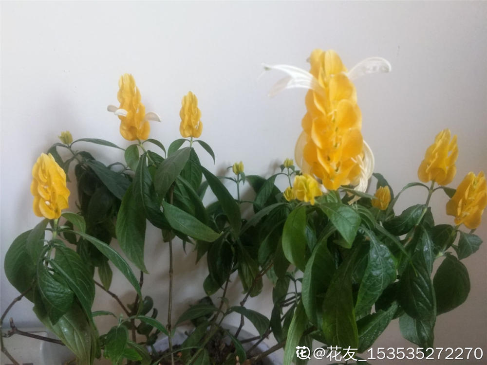 金苞花有什么作用