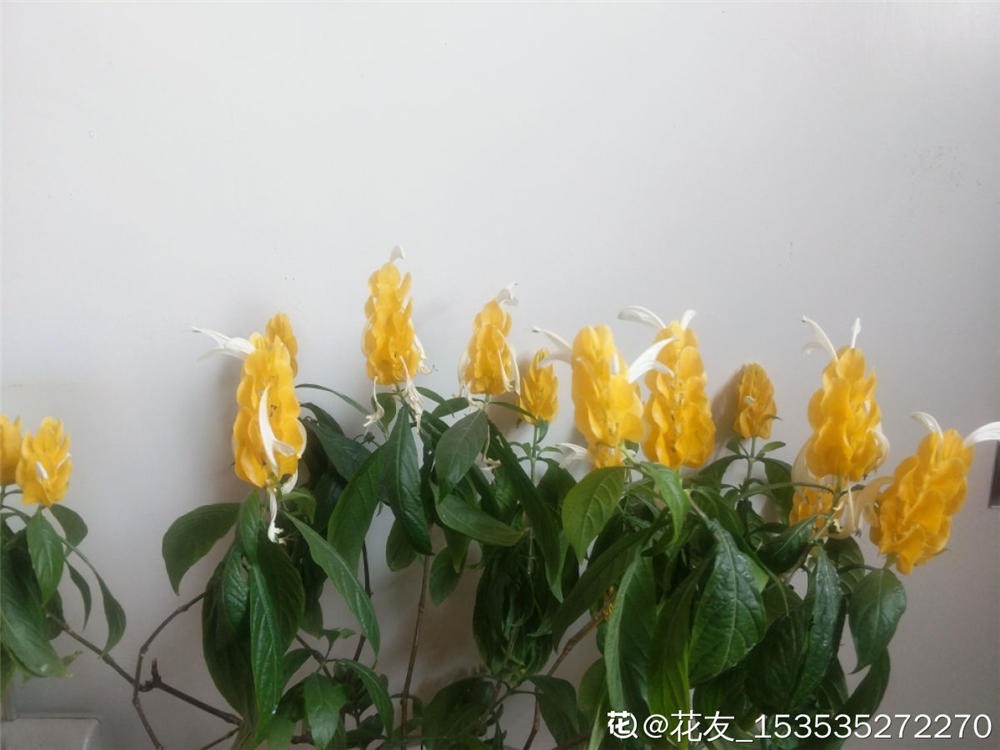 金苞花有什么作用