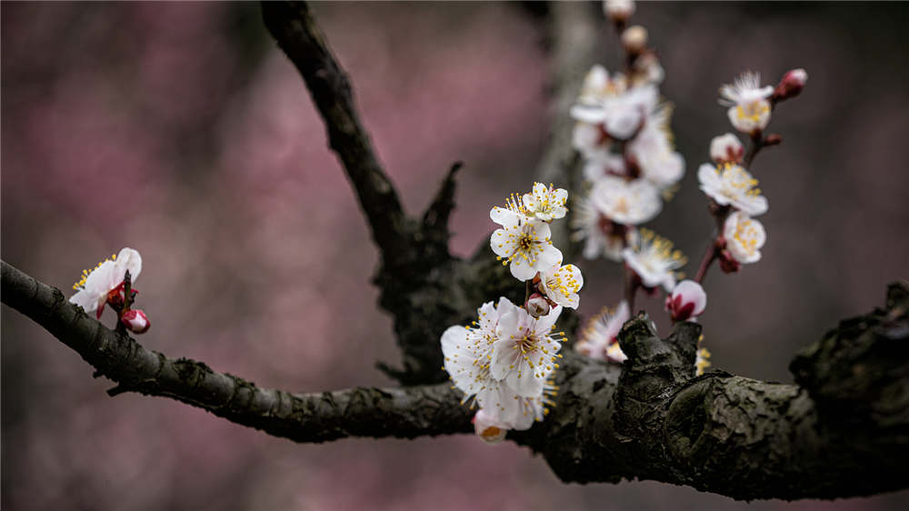 如何让梅花春节开花