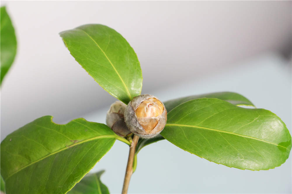 茶花的疏蕾技巧