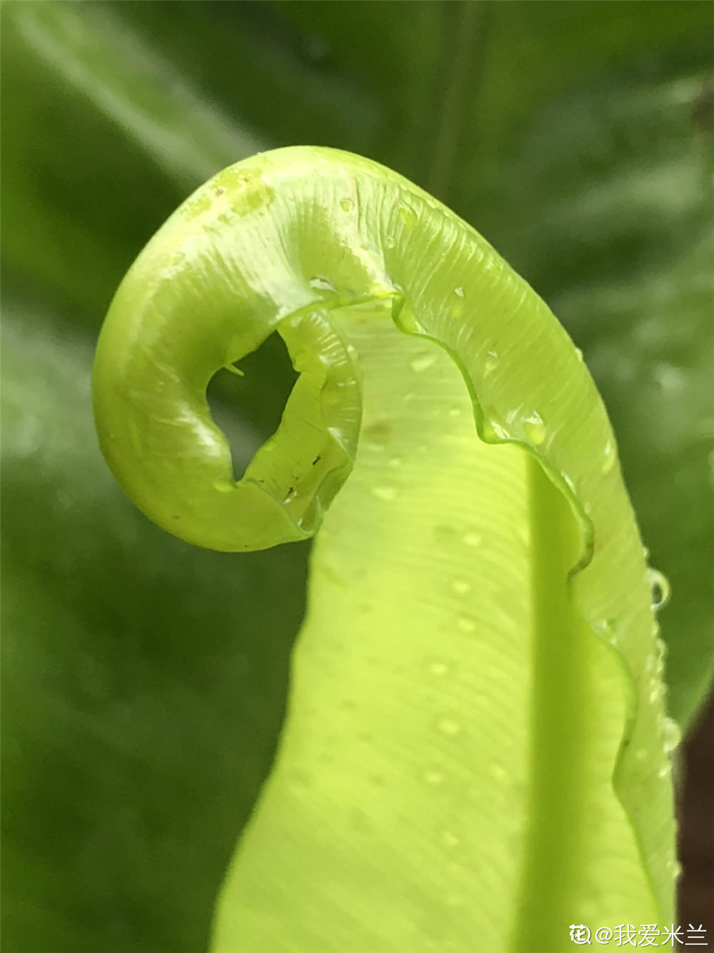 鸟巢蕨的养殖方法和注意事项-花百科