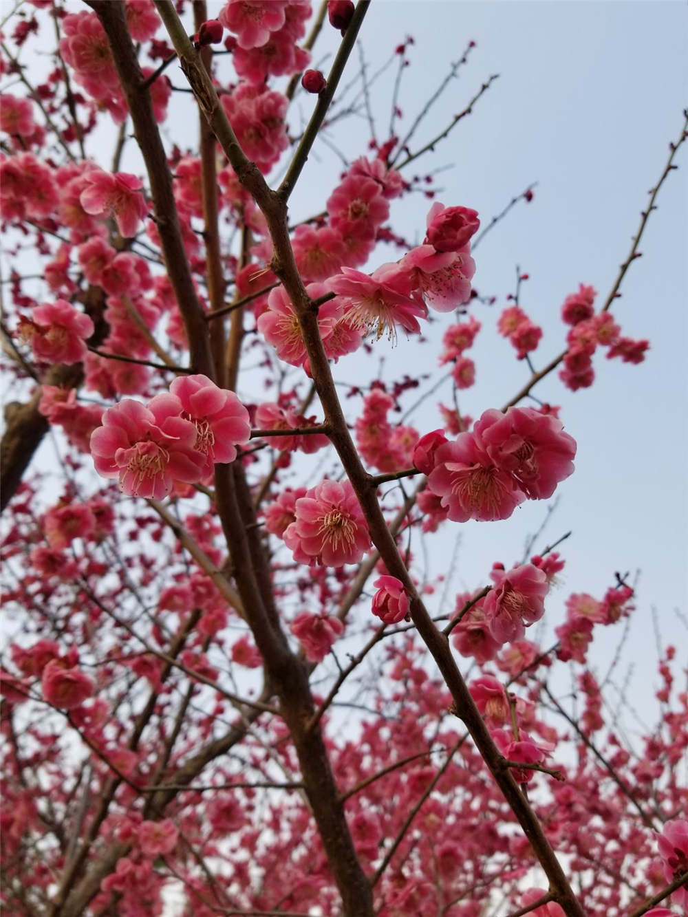 梅花秋冬催蕾养殖护要点