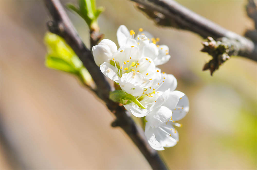 梅花秋冬催蕾养殖护要点