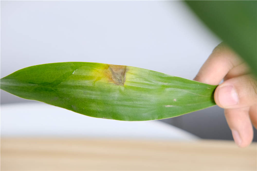 适合室内的植物