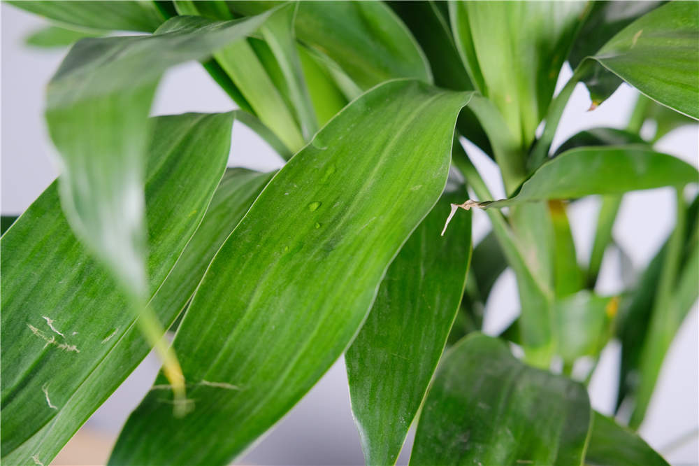 适合室内的植物