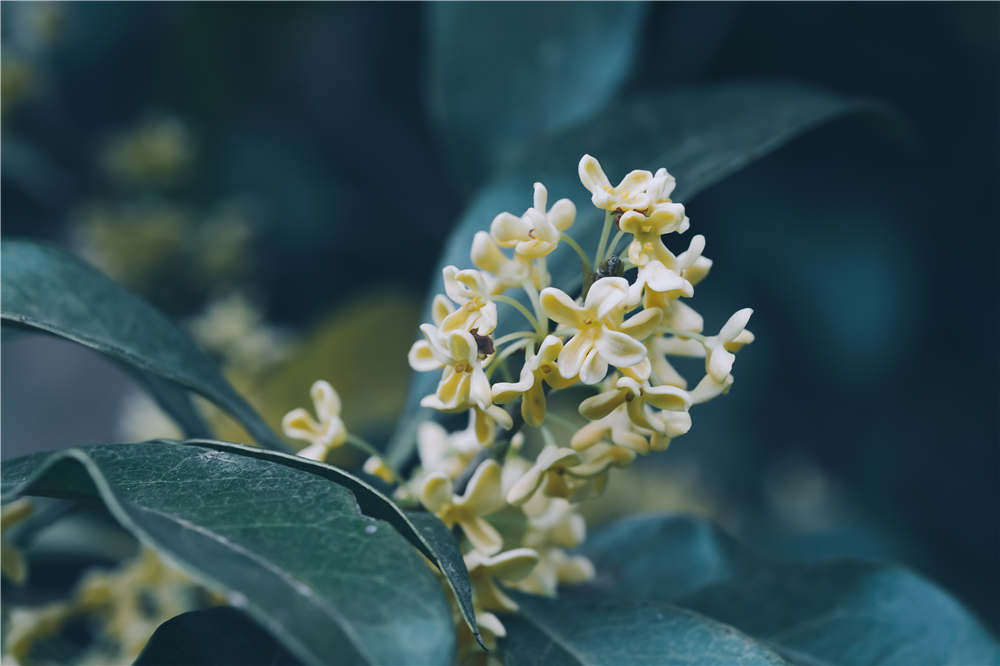 桂花树结的果实能吃吗