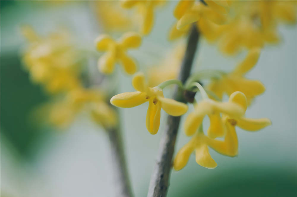 桂花树结的果实能吃吗