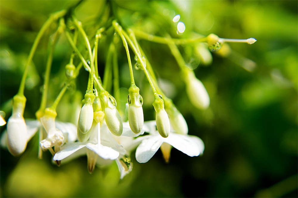 茉莉花一年开花三次要如何养殖