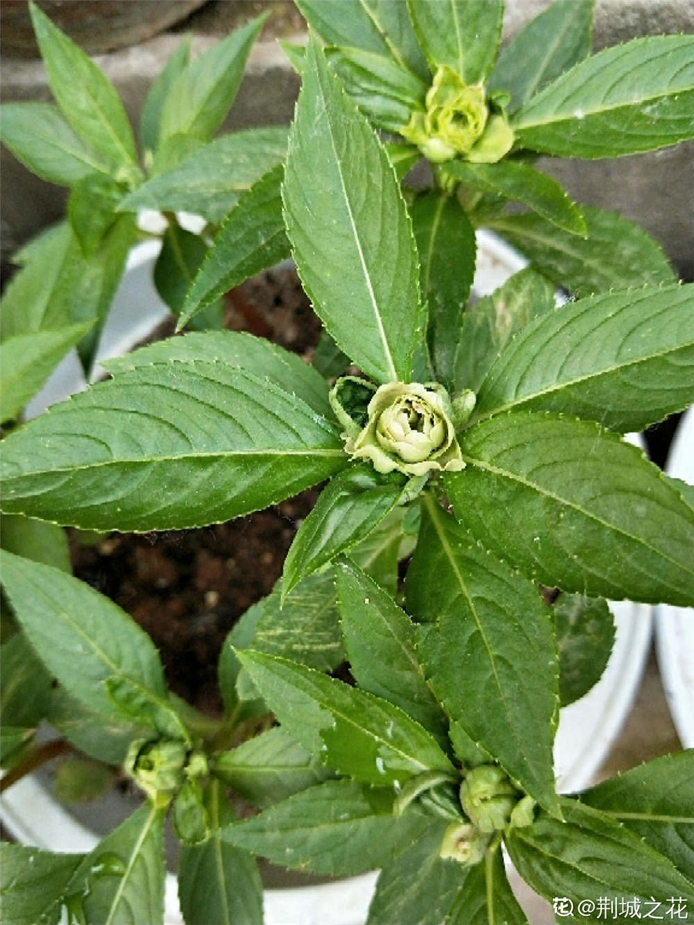 茶花凤仙的养殖殖方法