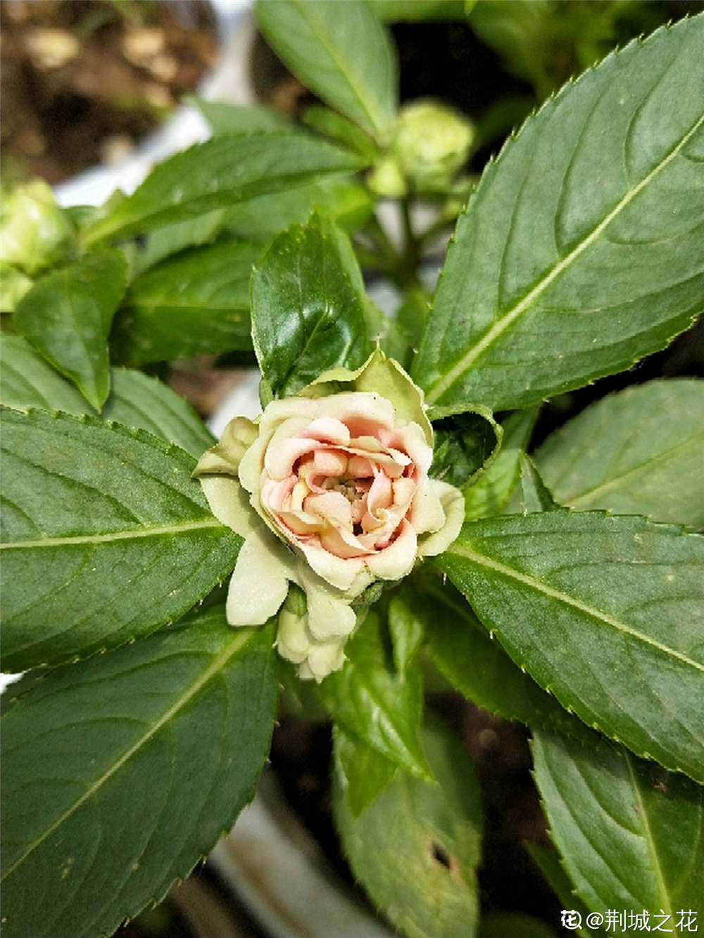 茶花凤仙的养殖殖方法