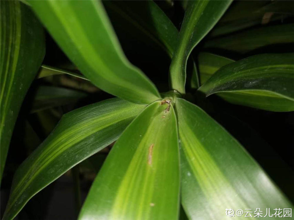 20—25℃是百合竹發芽和髮根的適宜溫度.