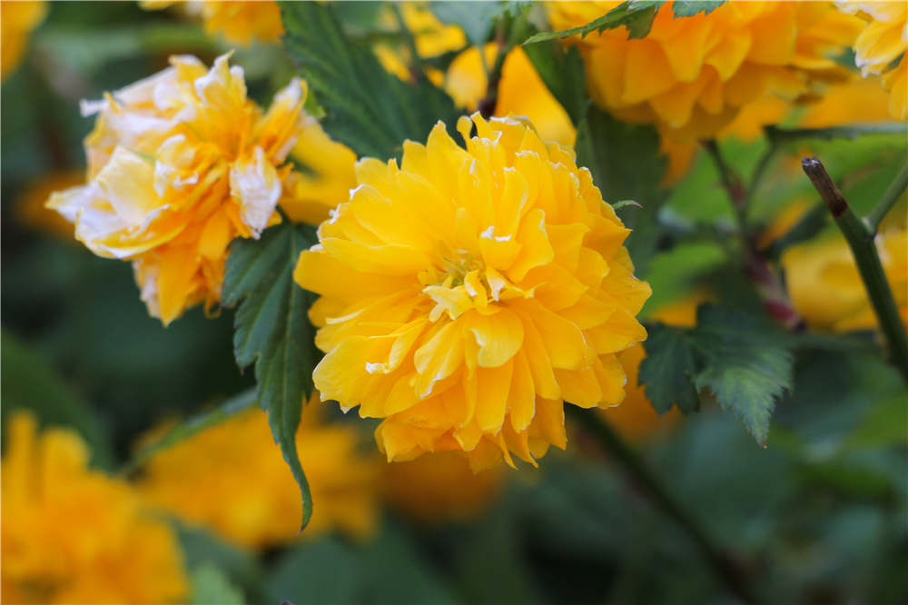 棣棠花什么时候开花