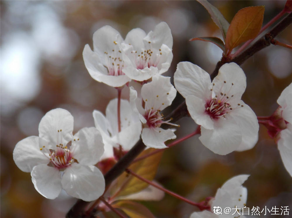 紫叶李什么时候结果