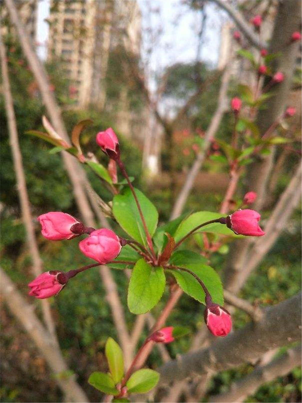 西府海棠什么时候开花