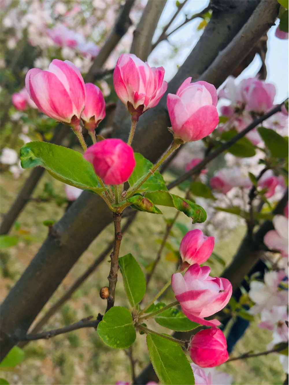 西府海棠什么时候开花