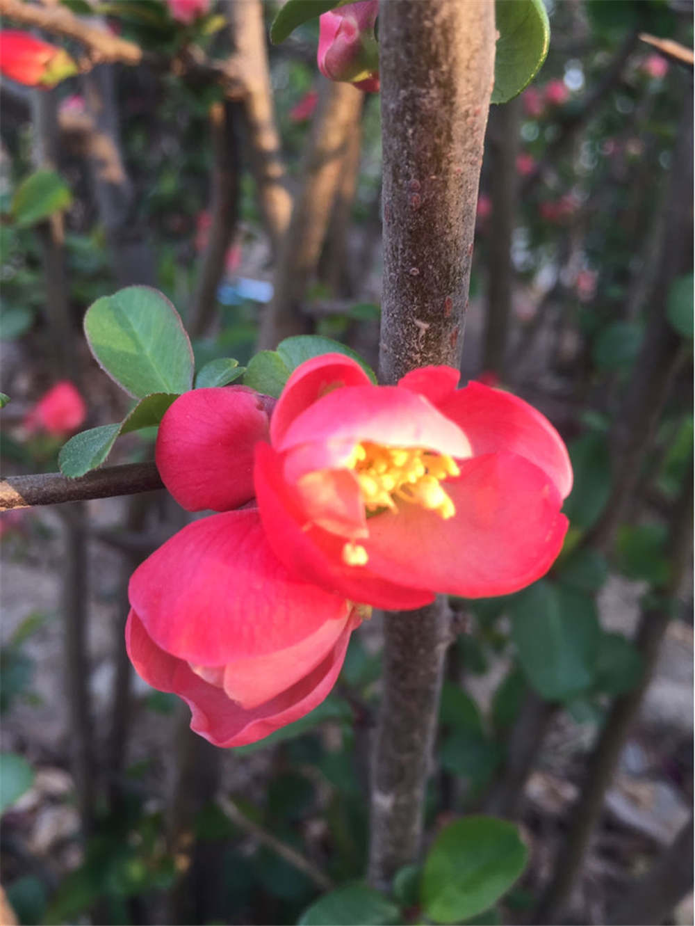 西府海棠什么时候开花