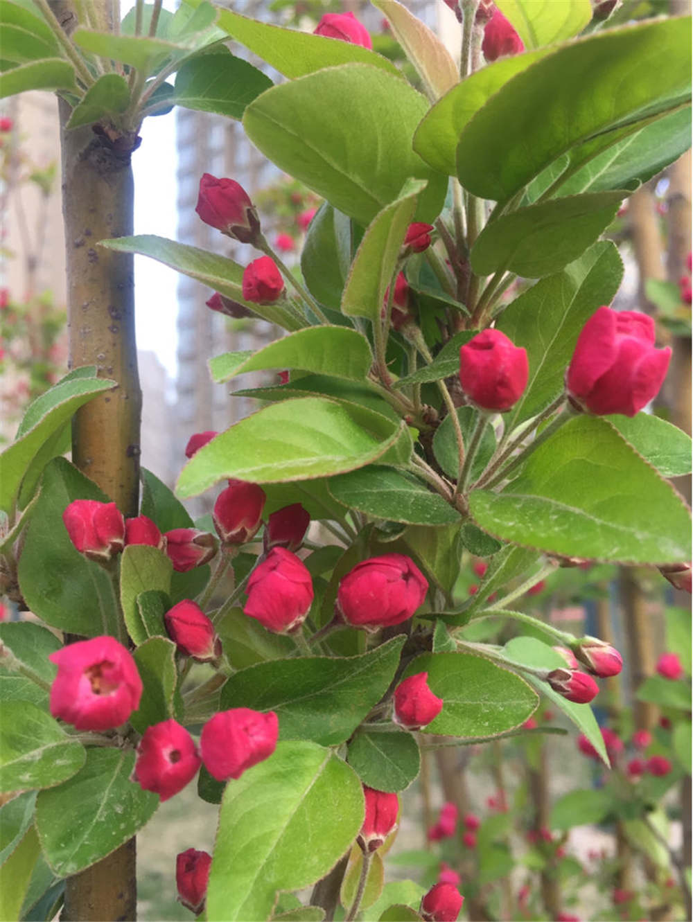 西府海棠什么时候开花