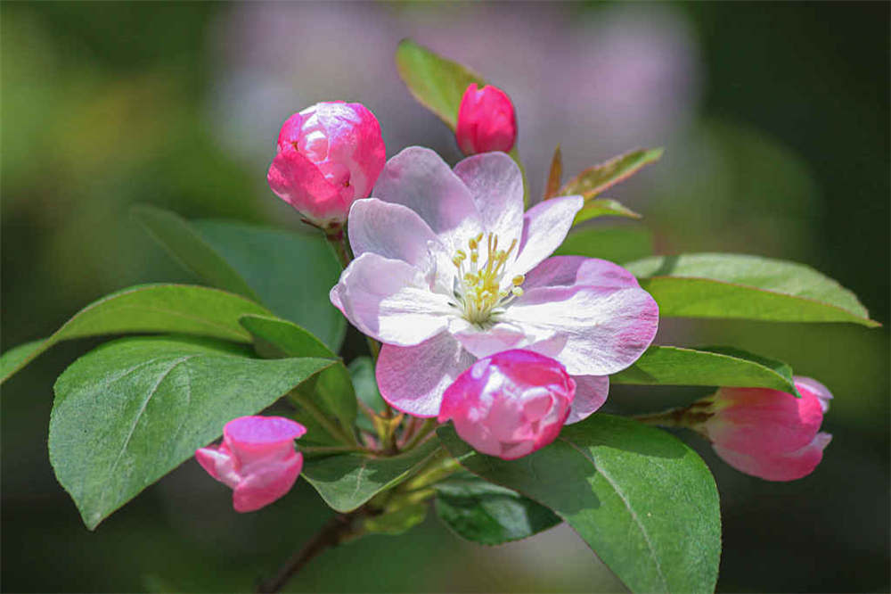 西府海棠什么时候开花