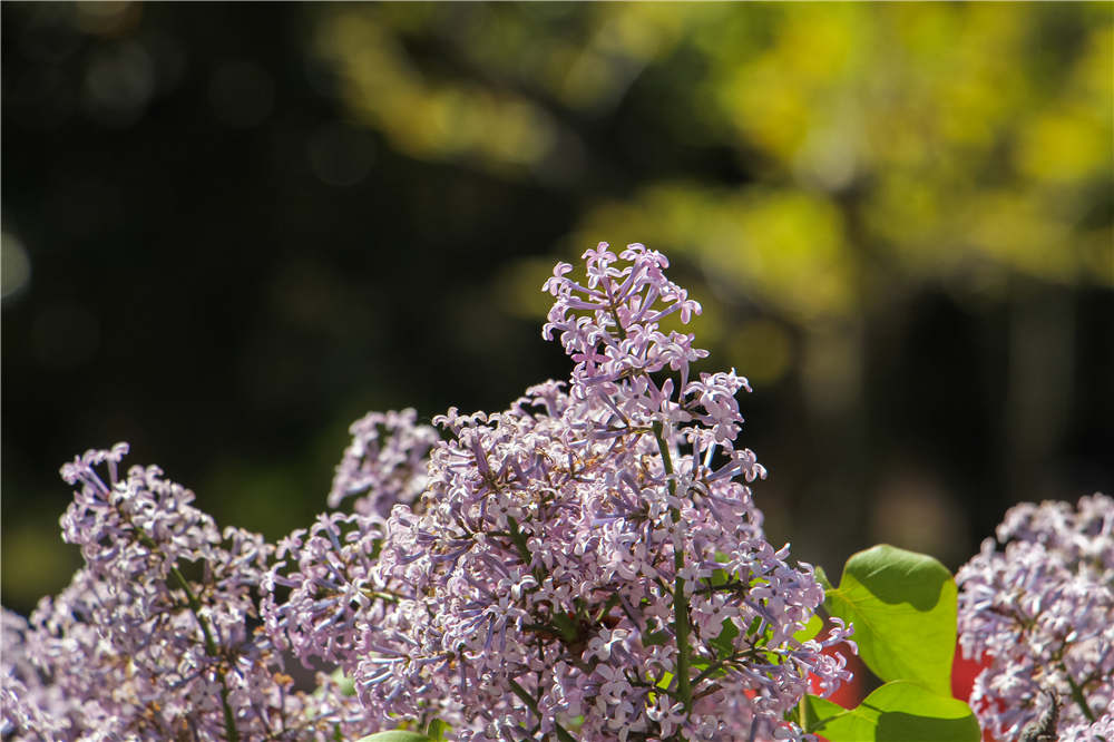 丁香花种子怎么种