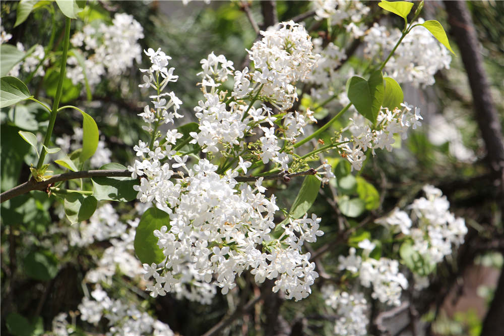 丁香花种子怎么种