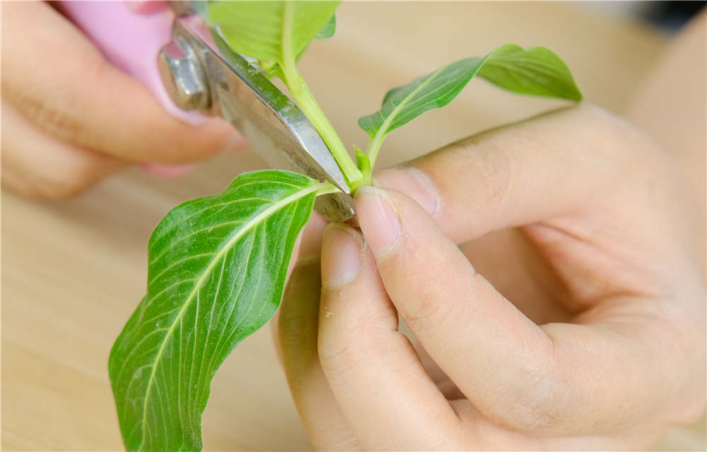 长春花如何播种