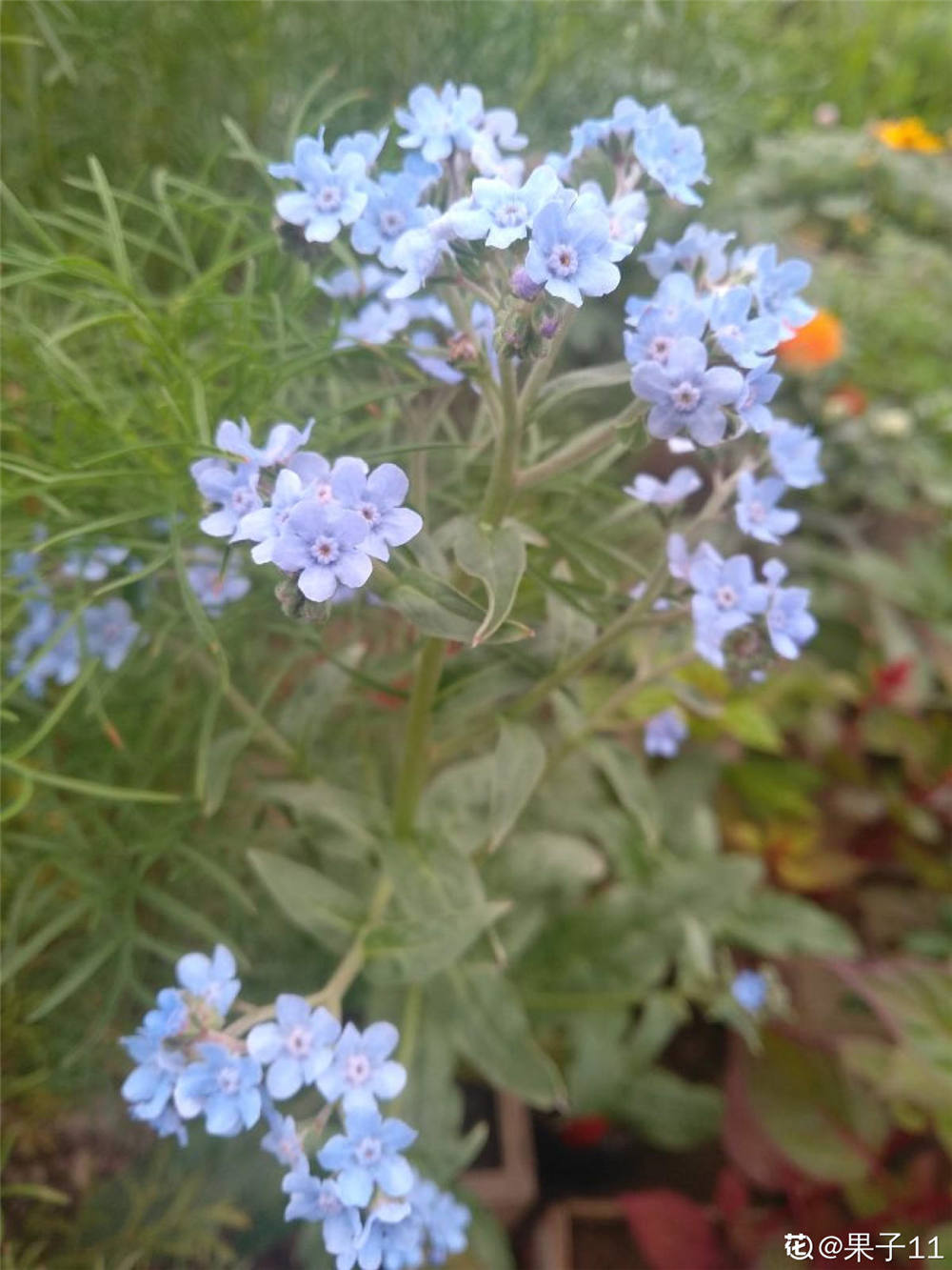 勿忘我花圖片 忘我境界カンマの庭 Hepour