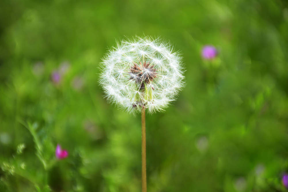 蒲公英种子的播种方法