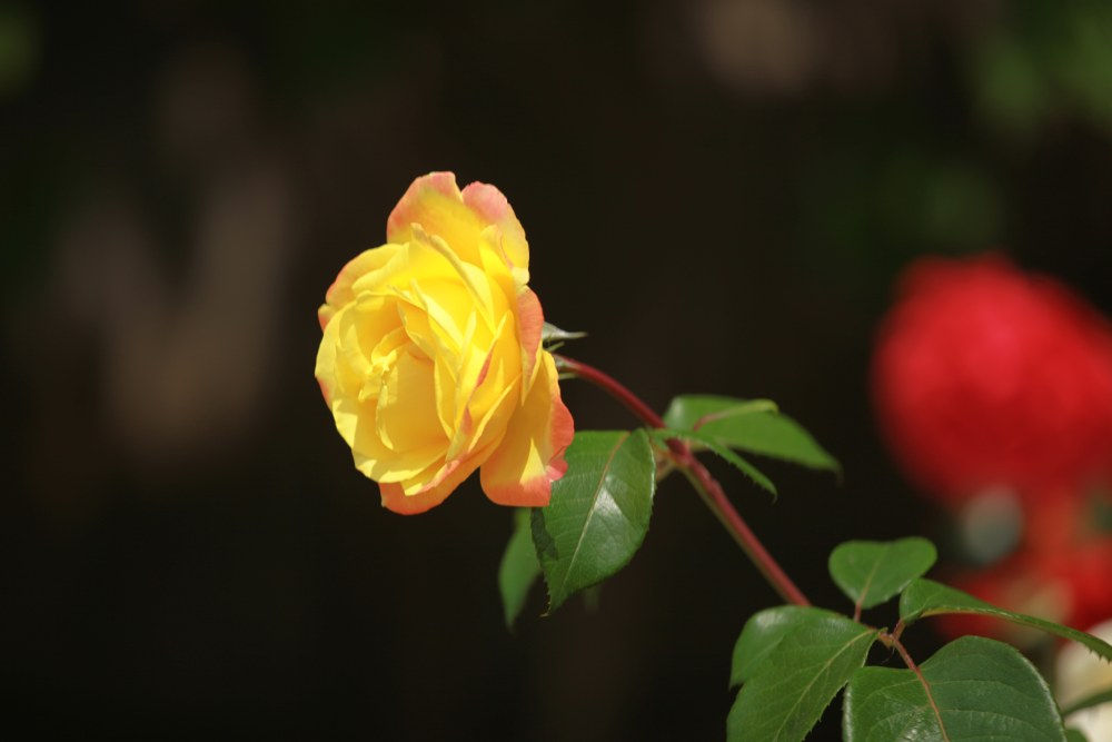 玫瑰花如何用芽嫁接