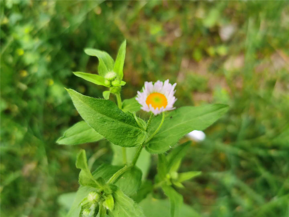 白晶菊什么时候开花