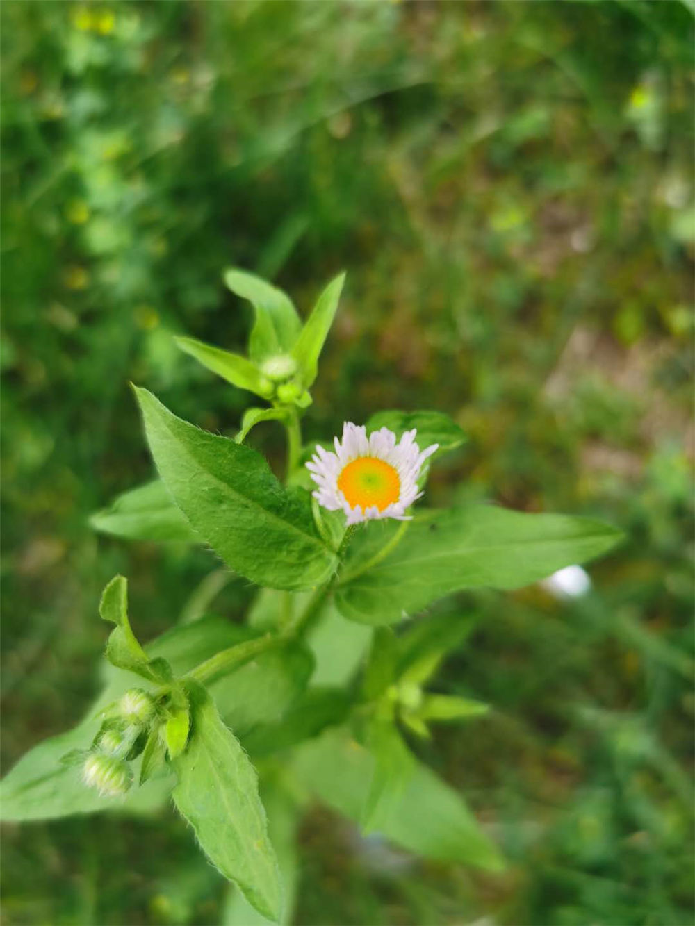 白晶菊什么时候开花