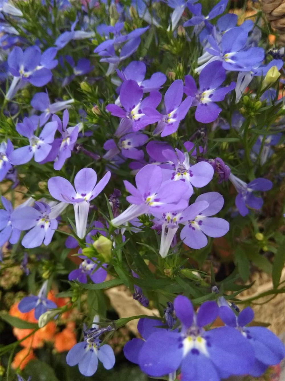 六倍利什么时候播种 花百科