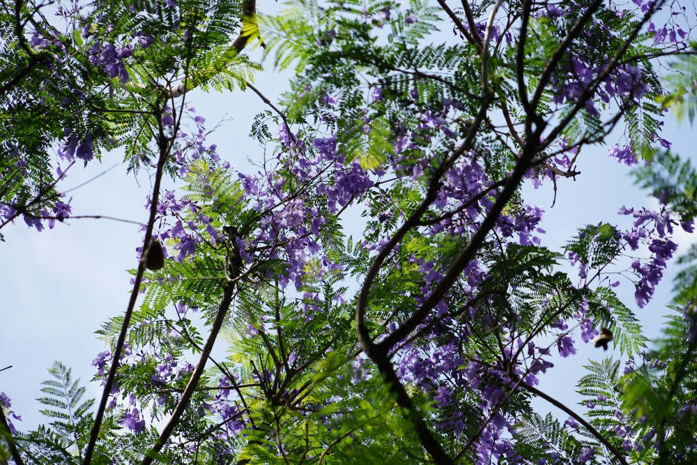 蓝花楹的繁殖方法