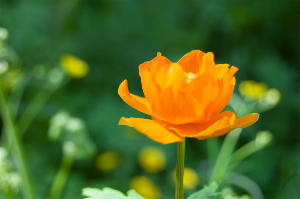 如何能让金莲花能够常年开花