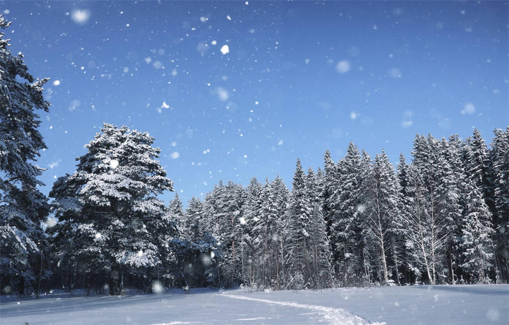 雪松的花语和文化地位