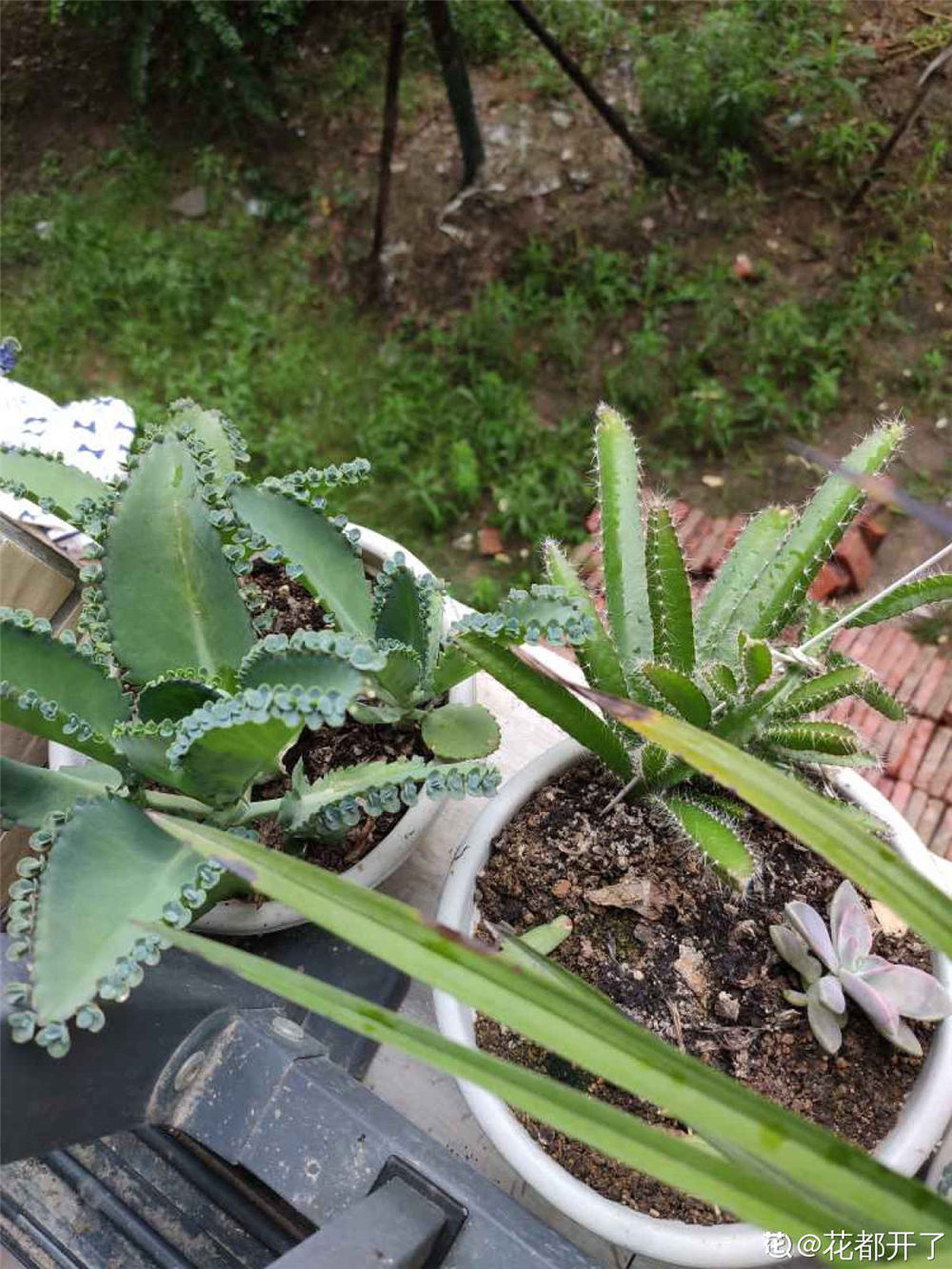 火龙果播种视频：不花一分钱,种出小盆栽