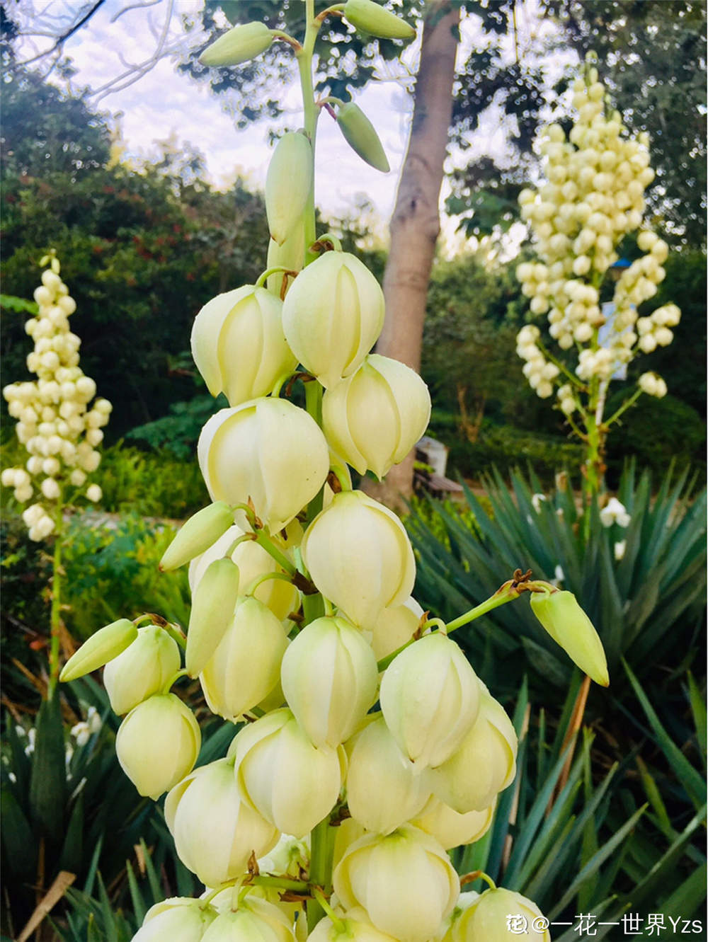 丝兰的花语和传说