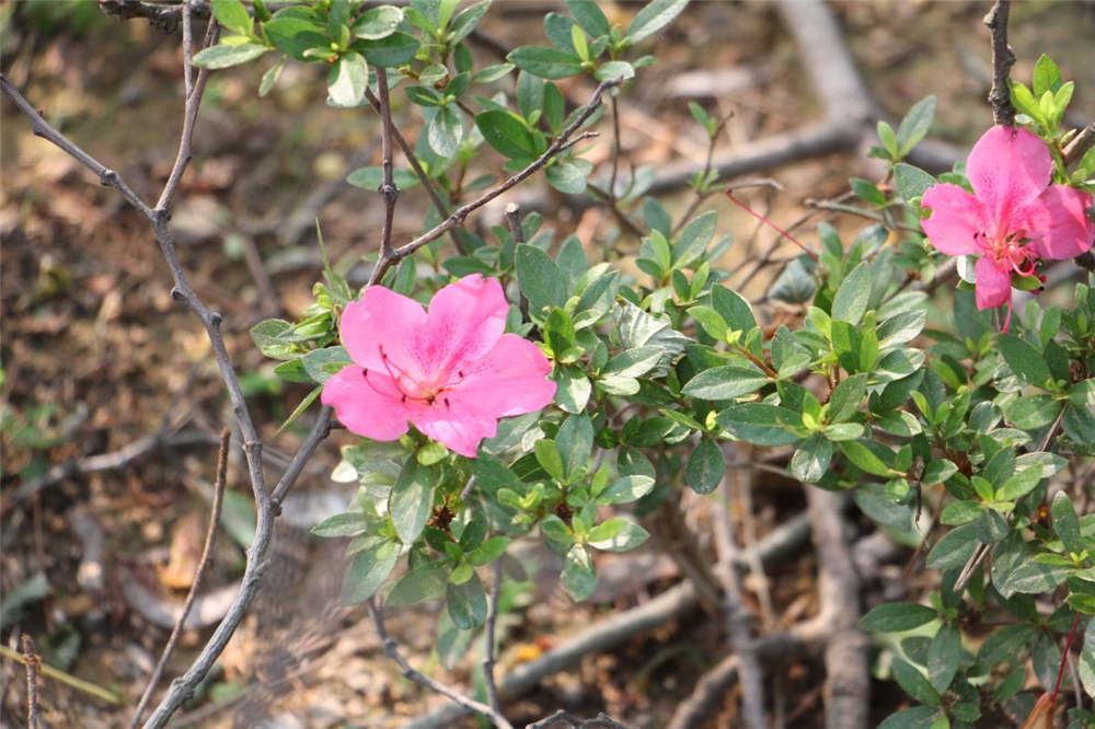 杜鹃花花后如何修剪