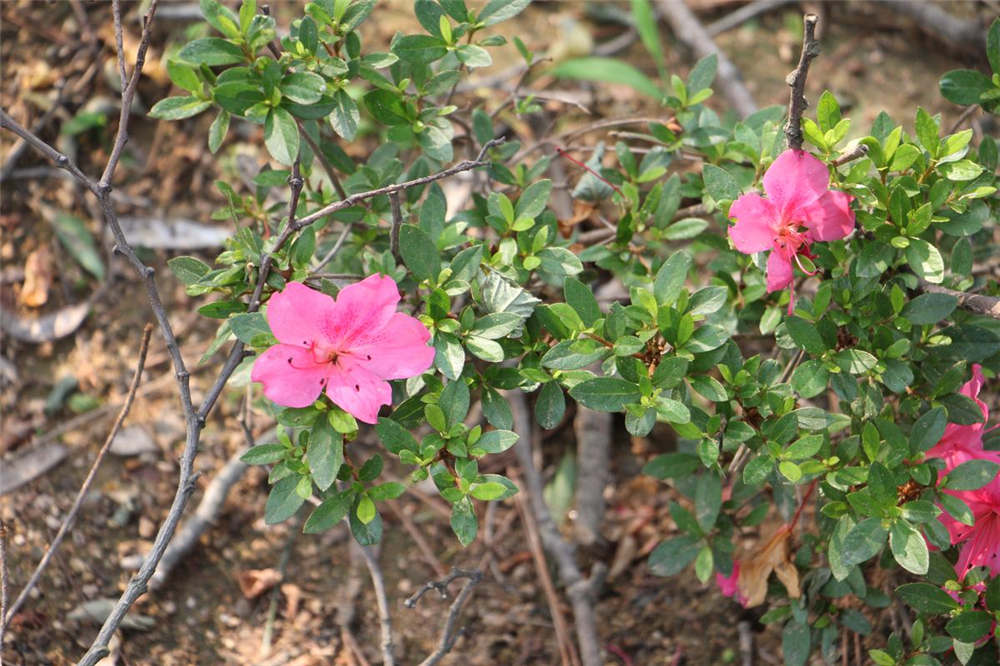 杜鹃花花后如何修剪