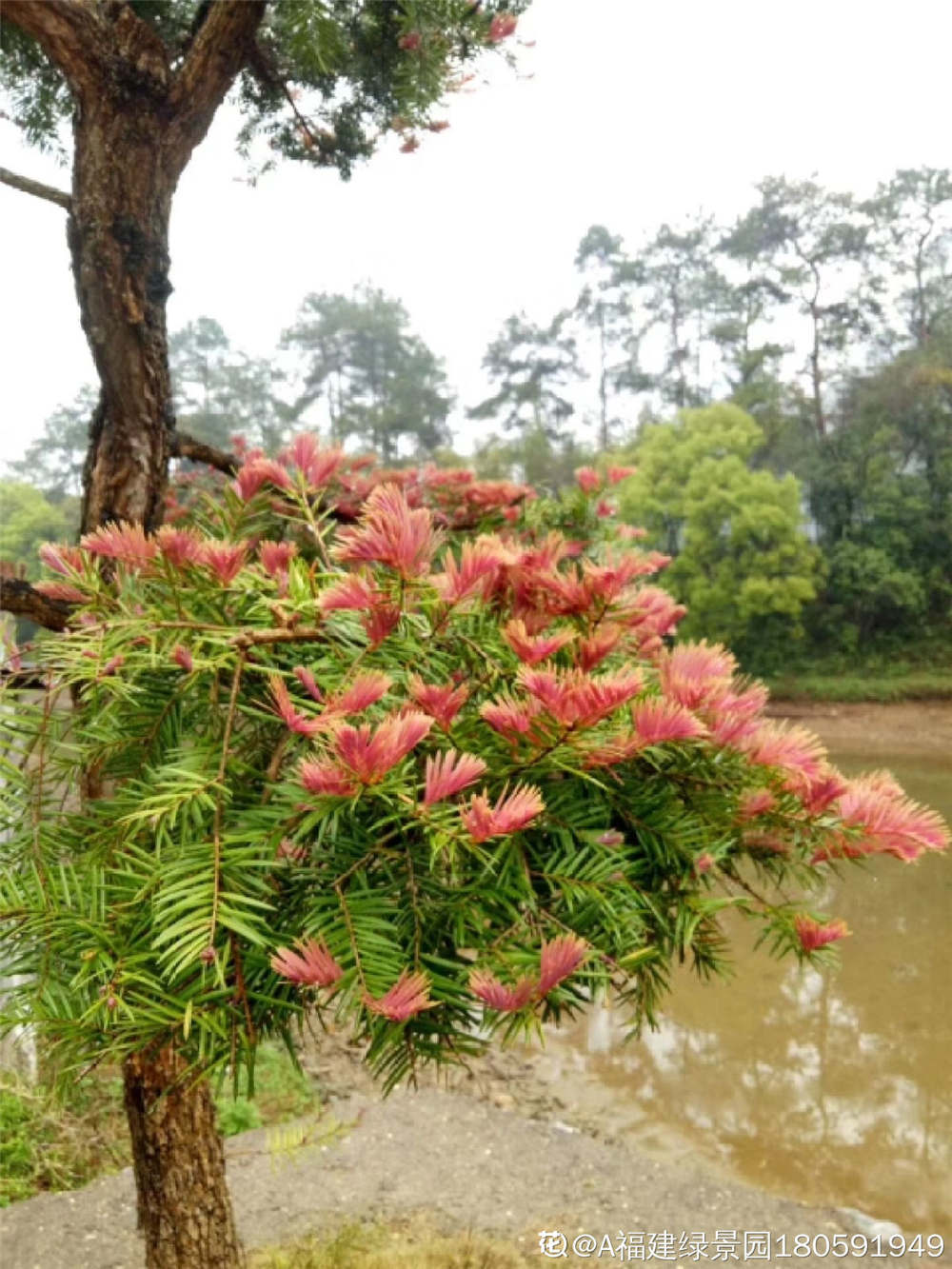 杜松盆景如何修剪