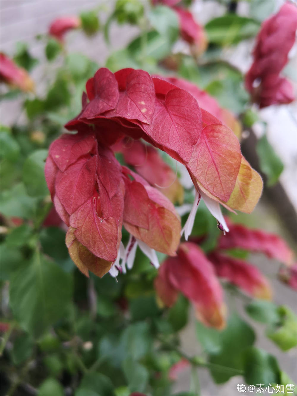 虾衣花的繁殖方法 花百科